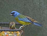 Picture/image of Blue-and-yellow Tanager