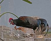 Picture/image of Green Junglefowl
