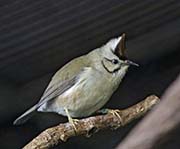 Picture/image of Taiwan Yuhina