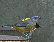 Picture/image of Blue-and-yellow Tanager
