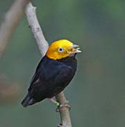 Picture/image of Golden-headed Manakin