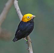 Picture/image of Golden-headed Manakin