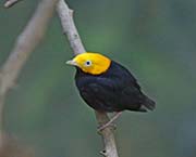 Picture/image of Golden-headed Manakin
