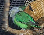 Picture/image of Grey-headed Lovebird