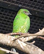 Picture/image of Swallow Tanager