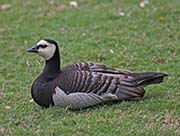 Picture/image of Barnacle Goose