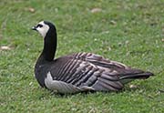 Picture/image of Barnacle Goose