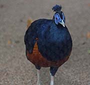 Picture/image of Bomean Crested Fireback