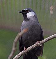 Picture/image of Black-throated Laughingthrush