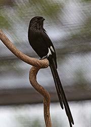 Picture/image of Magpie Shrike