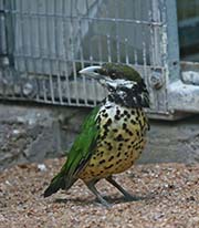 Picture/image of White-eared Catbird