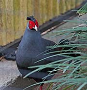 Picture/image of Siamese Fireback