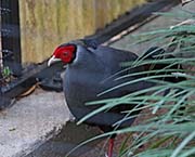 Siamese Fireback
