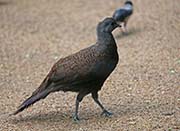 Picture/image of Mountain Peacock-Pheasant