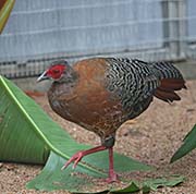 Picture/image of Siamese Fireback