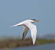 Picture/image of Royal Tern