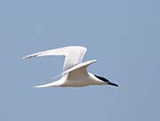 Picture/image of Sandwich Tern