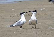 Picture/image of Sandwich Tern
