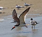 Picture/image of Black Skimmer