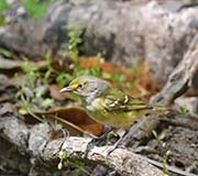 Picture/image of White-eyed Vireo