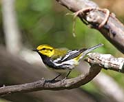 Picture/image of Black-throated Green Warbler