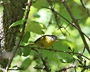 Picture/image of Nashville Warbler