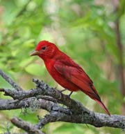 Picture/image of Summer Tanager