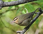 Picture/image of Worm-eating Warbler