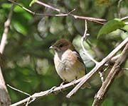 Picture/image of Indigo Bunting
