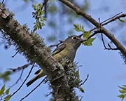 Picture/image of Blue-headed Vireo