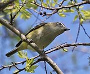 Picture/image of Blue-headed Vireo