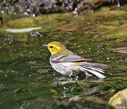 Picture/image of Black-throated Green Warbler