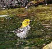 Picture/image of Black-throated Green Warbler