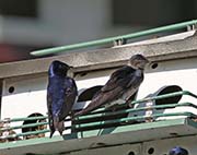 Picture/image of Purple Martin