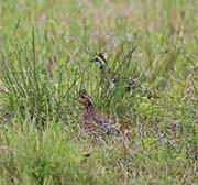 Picture/image of Northern Bobwhite