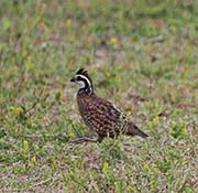 Picture/image of Northern Bobwhite