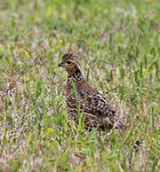 Northern Bobwhite