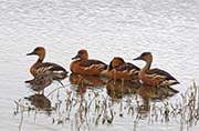 Picture/image of Fulvous Whistling Duck