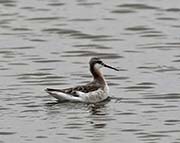 Picture/image of Wilson's Phalarope