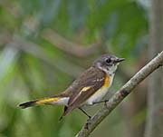 Picture/image of American Redstart