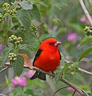 Picture/image of Scarlet Tanager