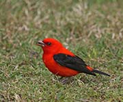 Picture/image of Scarlet Tanager