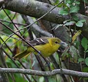 Picture/image of Orchard Oriole