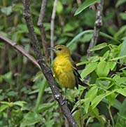 Picture/image of Orchard Oriole