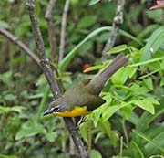 Picture/image of Yellow-breasted Chat