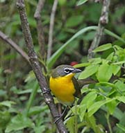 Picture/image of Yellow-breasted Chat