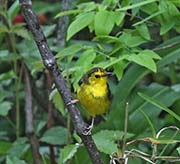 Picture/image of Hooded Warbler