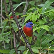 Picture/image of Painted Bunting
