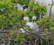 Picture/image of Great Egret
