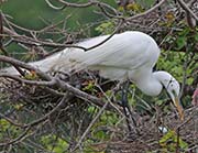 Picture/image of Great Egret